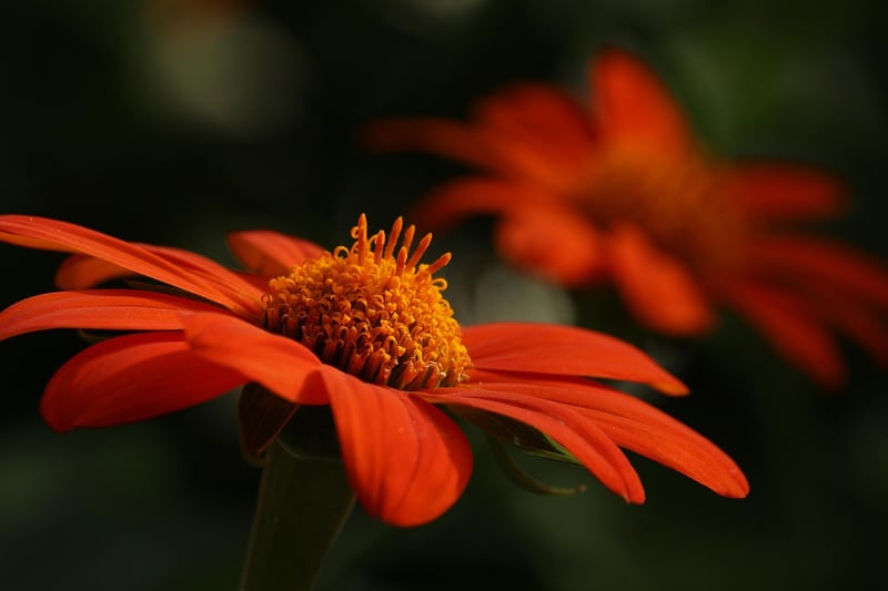 Garden Swap